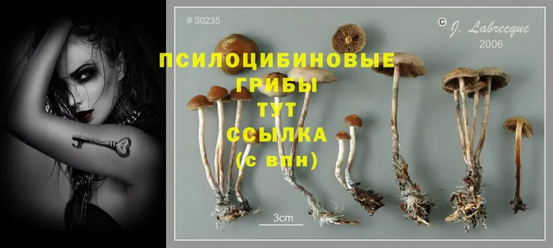 продажа наркотиков  Разумное  Галлюциногенные грибы Cubensis 